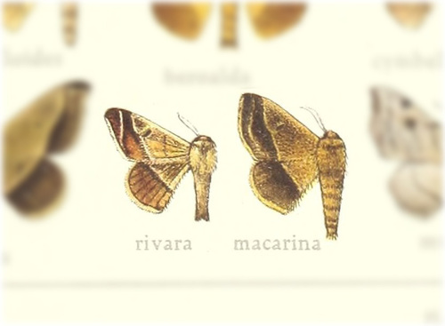 Tarema rivara