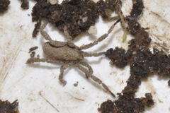 Anelasmocephalus cambridgei