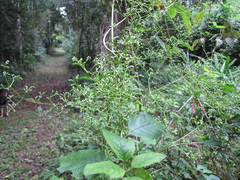 Valeriana scandens