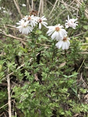 Symphyotrichum fontinale