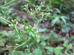 Valeriana scandens
