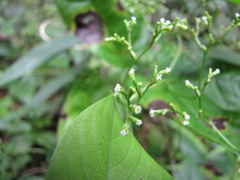 Valeriana scandens