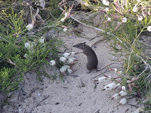Quenda, Western Australia, AU, photo 6 of 10