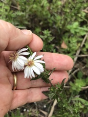 Symphyotrichum fontinale