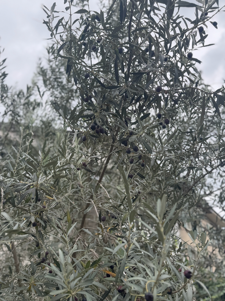Olea europaea