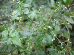 Valeriana scandens