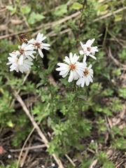 Symphyotrichum fontinale