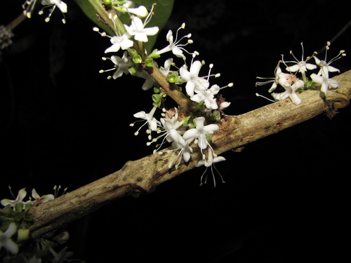Aegiphila monstrosa