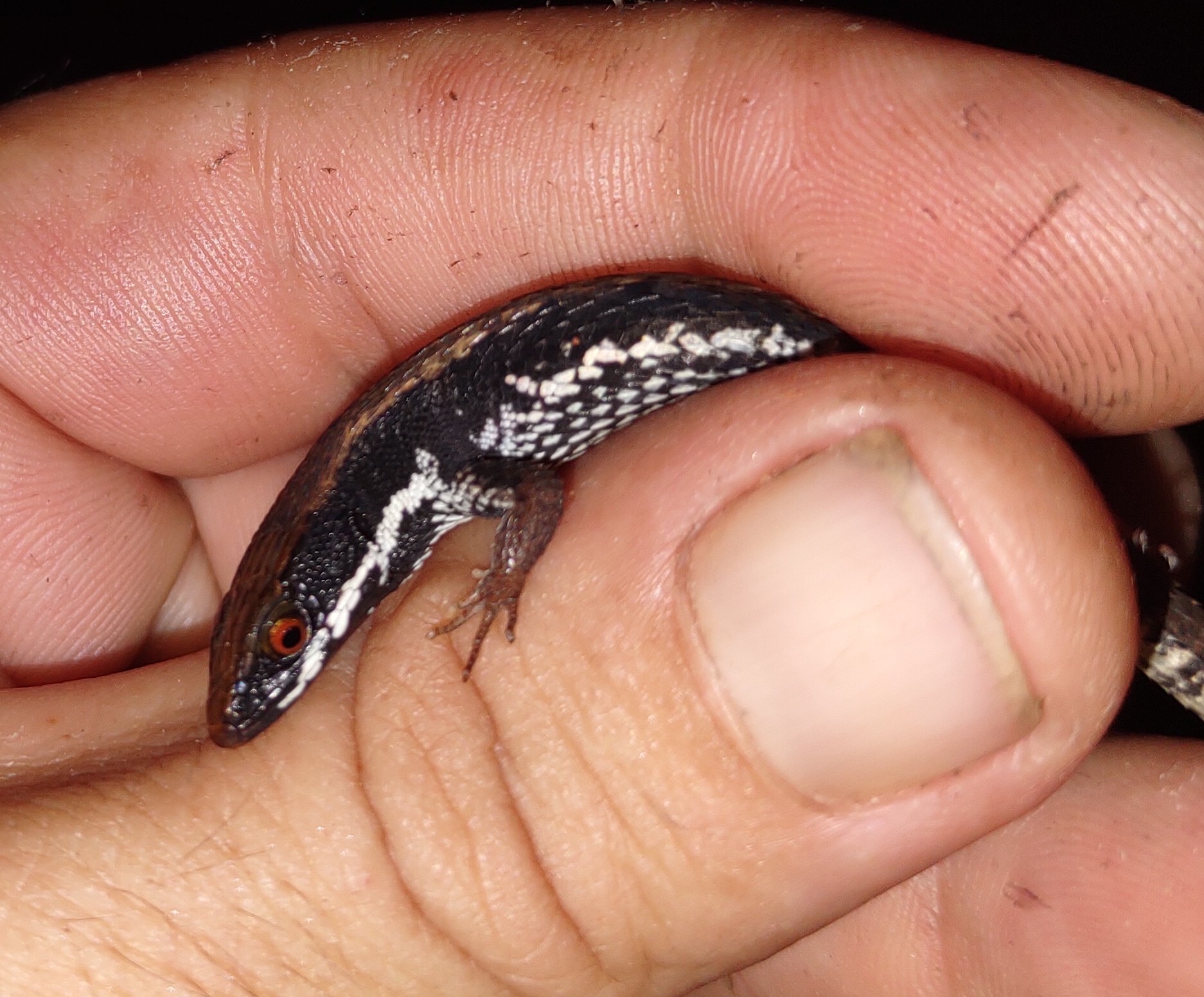 Alopoglossus atriventris Duellman, 1973