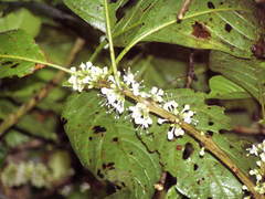 Aegiphila monstrosa