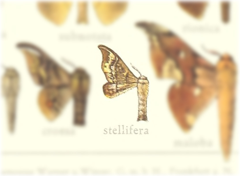 Adalgisa stellifera