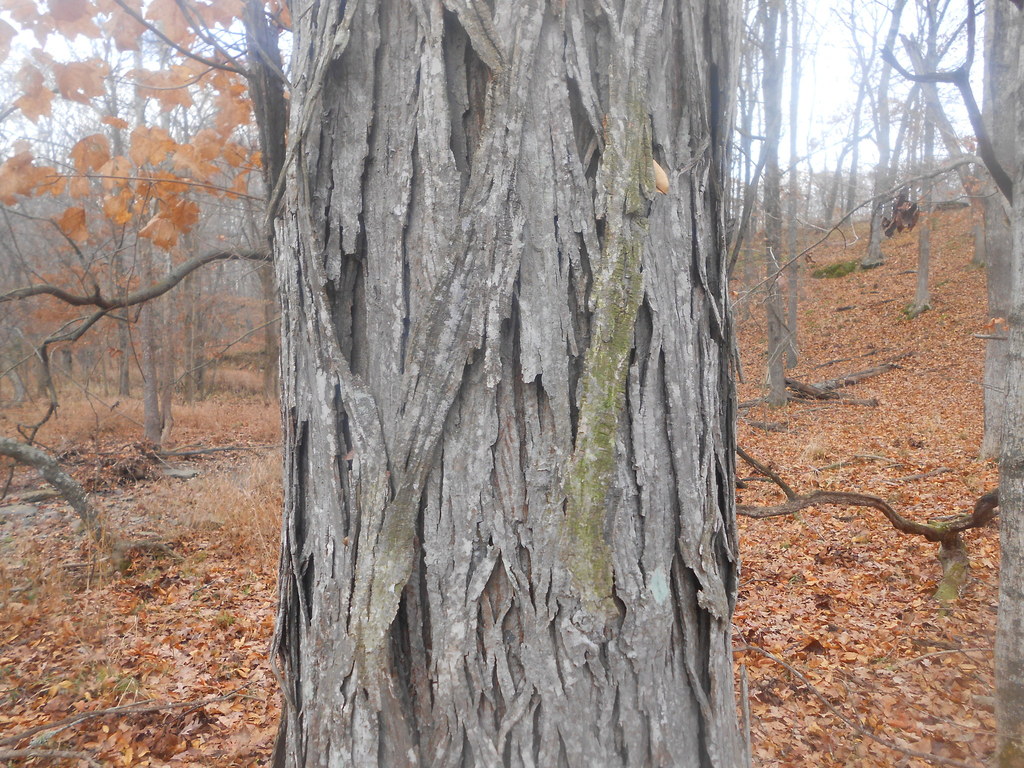 shagbark hickory from Ross Farms on November 19, 2013 by alexross · iNaturalist