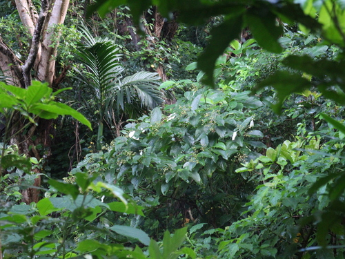 Mussaenda macrophylla observed 2025-07-03