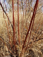 Cornus sericea
