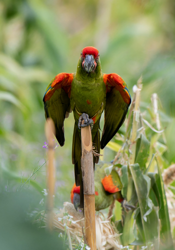 Red-fronted Macaw (Ara rubrogenys), photo 3