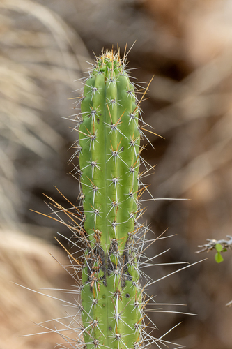 Castellanosia caineana, photograph 4