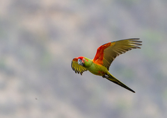 Red-Fronted Macaw photo 1