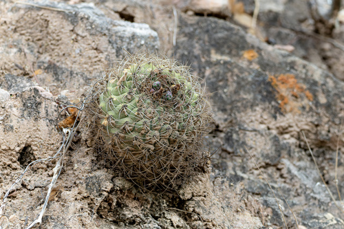 Gymnocalycium pflanzii