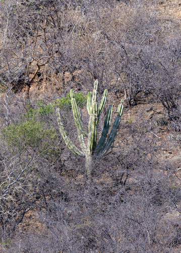 Caraparí (Neoraimondia herzogiana)
