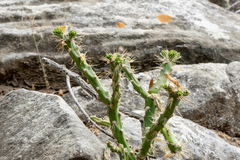 Quiabentia verticillata, photograph (c) David F. Belmonte, some rights reserved (CC BY)