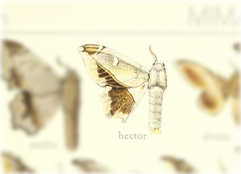 Mimallo hector