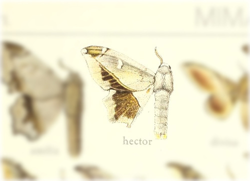 Mimallo hector