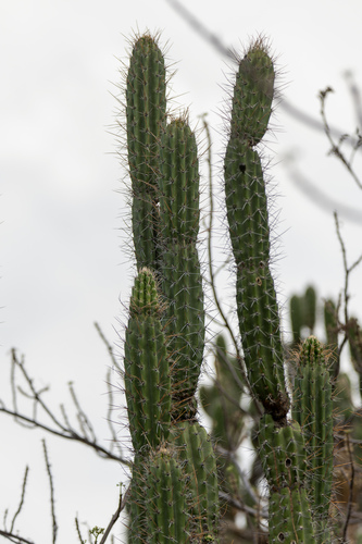Castellanosia caineana, photograph 2