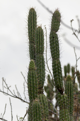 Castellanosia caineana, photograph (c) David F. Belmonte, some rights reserved (CC BY)