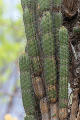 Castellanosia caineana