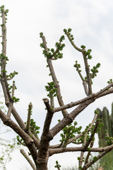 Quiabentia verticillata, photograph (c) David F. Belmonte, some rights reserved (CC BY)
