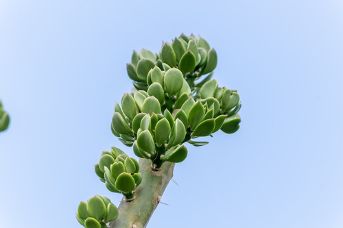 Quiabentia verticillata, photograph 3