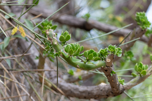 Verticillate quiabentia (Quiabentia verticillata)