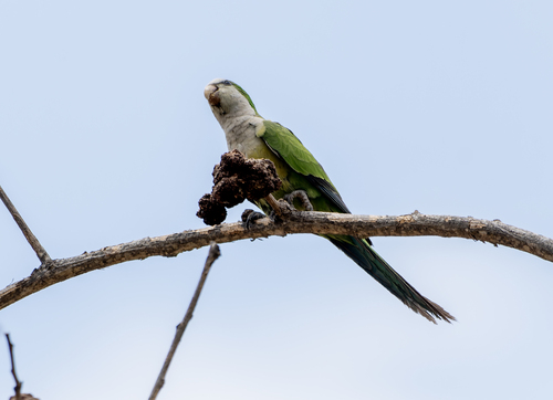 Cliff Parakeet (Myiopsitta luchsi), photo 10
