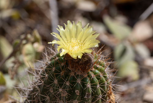 Parodia columnaris
