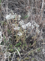 Sedum