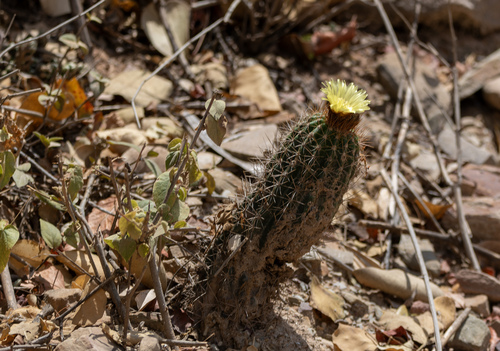 Parodia columnaris