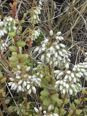 Sedum