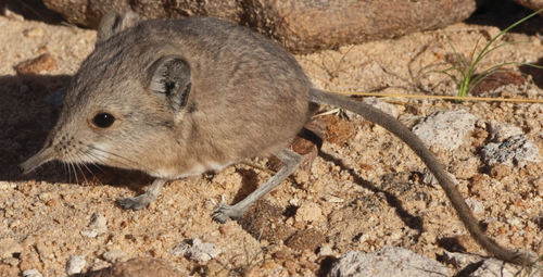 Namib Round-eared Elephant Shrew (Macroscelides flavicaudatus) — Least Concern Mammalia