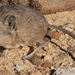 Namib Round-eared Sengi - Photo (c) John P. Dumbacher, some rights reserved (CC BY)