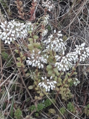 Sedum