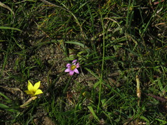Romulea rosea australis