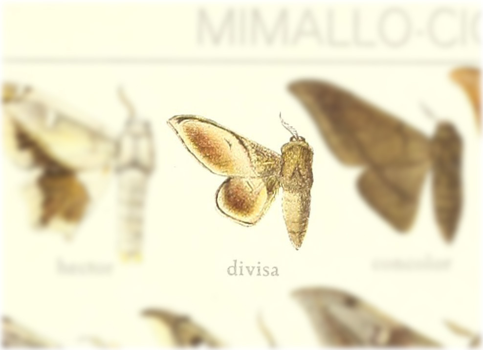Euphaneta divisa