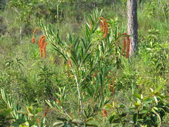 Citharexylum caudatum