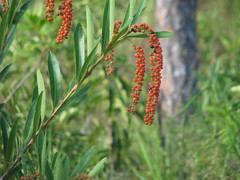 Citharexylum caudatum