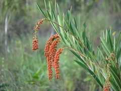 Citharexylum caudatum