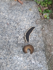 Lampyridae