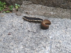 Lampyridae