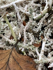 Stereocaulon paschale