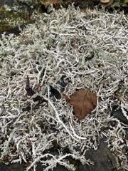 Stereocaulon paschale