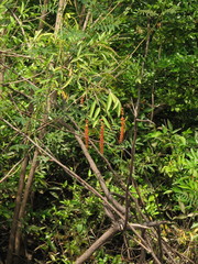 Citharexylum caudatum